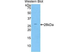 Western Blotting (WB) image for anti-Protease, serine, 8 (PRSS8) (AA 33-218) antibody (ABIN1860329) (PRSS8 antibody  (AA 33-218))