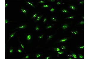 Immunofluorescence of purified MaxPab antibody to PWP2 on HeLa cell. (PWP2 antibody  (AA 1-919))