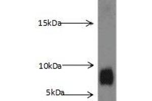 Western blot analysis of K-562 cells subjected to SDS-PAGE, with S100A8 Antibody (dilution 1:1000). (S100A8 antibody)