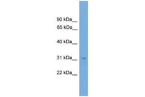 WB Suggested Anti-NRBF2  Antibody Titration: 0. (NRBF2 antibody  (N-Term))