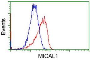 Flow cytometric Analysis of Hela cells, using anti-MICAL1 antibody (ABIN2453287), (Red), compared to a nonspecific negative control antibody (TA50011), (Blue).