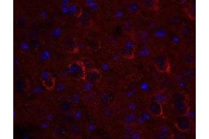 Indirect immunostaining of PFA fixed mouse brain section (dilution 1 : 500; red). (VTI1A antibody  (AA 2-185))