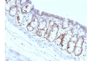 Formalin-fixed, paraffin-embedded Rat Colon stained with FOXA1 Monoclonal Antibody (FOXA1/1518). (FOXA1 antibody  (AA 372-472))