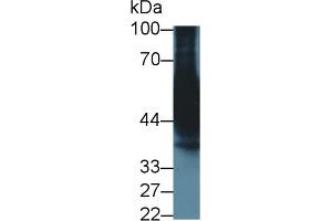 Detection of CYP3A7 in Mouse Cerebrum lysate using Monoclonal Antibody to Cytochrome P450 3A7 (CYP3A7) (CYP3A7 antibody  (AA 344-497))