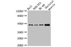 Western Blot Positive WB detected in: Raji whole cell lysate, NIH/3T3 whole cell lysate, HL60 whole cell lysate, Mouse skeletal muscle tissue All lanes: RBM22 antibody at 2. (RBM22 antibody  (AA 2-250))