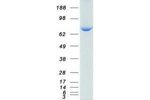 Validation with Western Blot (ATG7 Protein (Transcript Variant 1) (Myc-DYKDDDDK Tag))
