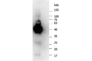 Western Blot of Rabbit anti-NEMO antibody. (IKBKG antibody)