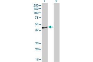 Western Blot analysis of C10orf4 expression in transfected 293T cell line by C10orf4 MaxPab polyclonal antibody.