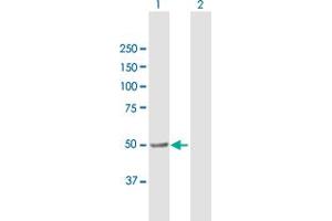 ALDH3A2 antibody  (AA 1-508)