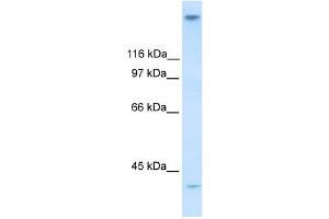 WB Suggested Anti-ZNF318 Antibody Titration:  0. (ZNF318 antibody  (N-Term))