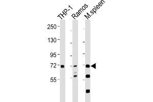 All lanes : Anti-SYK Antibody at 1:2000 dilution Lane 1: THP-1 whole cell lysates Lane 2: Ramos whole cell lysates Lane 3: mouse spleen lysates Lysates/proteins at 20 μg per lane. (SYK antibody  (AA 268-305))