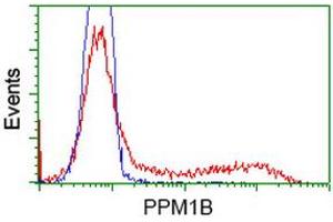 HEK293T cells transfected with either RC212918 overexpress plasmid (Red) or empty vector control plasmid (Blue) were immunostained by anti-PPM1B antibody (ABIN2454509), and then analyzed by flow cytometry. (PPM1B antibody)