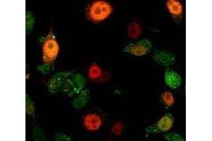 Immunofluorescence (IF) image for anti-Interleukin 1 alpha (IL1A) antibody (ABIN2665123) (IL1A antibody)