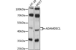 Western blot analysis of extracts of various cell lines, using ADAMDEC1 antibody (ABIN6291725) at 1:1000 dilution.