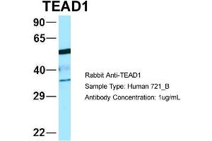 Host: Rabbit Target Name: WT1 Sample Type: 721_B Antibody Dilution: 1. (TEAD1 antibody  (C-Term))