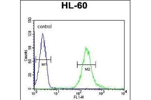 FKBPL Antibody (C-term) (ABIN1881347 and ABIN2840192) flow cytometric analysis of HL-60 cells (right histogram) compared to a negative control cell (left histogram).