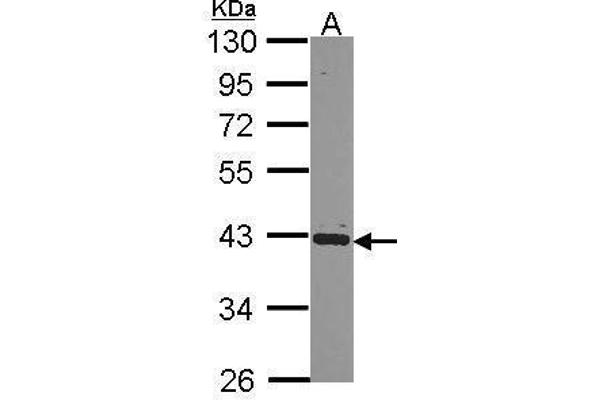 PCBP2 antibody