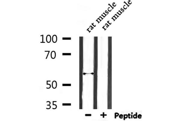 ENDOD1 antibody  (Internal Region)