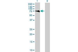 Western Blot analysis of LARP6 expression in transfected 293T cell line by LARP6 MaxPab polyclonal antibody. (LARP6 antibody  (AA 1-491))