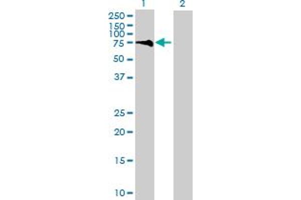 LARP6 antibody  (AA 1-491)