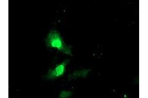 Anti-EXOSC7 mouse monoclonal antibody (ABIN2455516) immunofluorescent staining of COS7 cells transiently transfected by pCMV6-ENTRY EXOSC7 (RC201419). (EXOSC7 antibody)