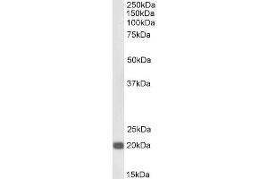 Biotinylated Antibody (0. (CBX3 antibody  (Internal Region) (Biotin))