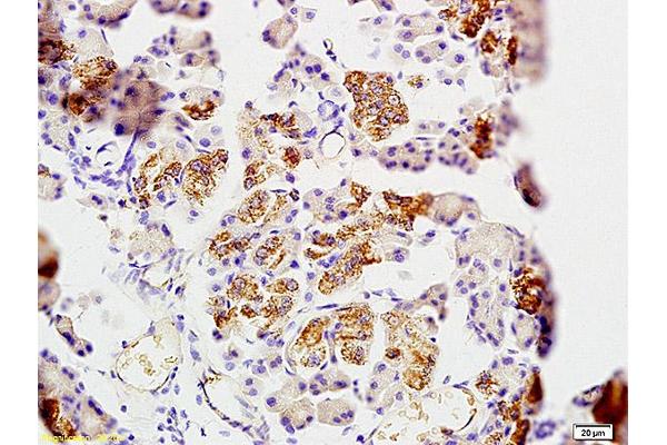 HYOU1 antibody  (AA 401-500)