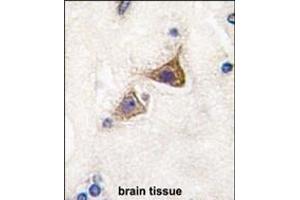 Formalin-fixed and paraffin-embedded human brain tissue reacted with Junctophilin 3 Antibody (Center) (ABIN389172 and ABIN2839337) , which was peroxidase-conjugated to the secondary antibody, followed by DAB staining. (Junctophilin 3 antibody  (AA 549-578))