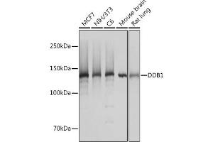 Western blot analysis of extracts of various cell lines, using DDB1 Rabbit mAb (ABIN7266673) at 1:1000 dilution. (DDB1 antibody)