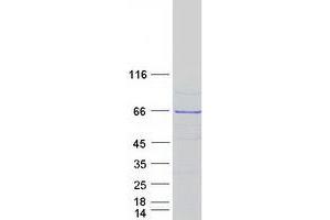 Validation with Western Blot