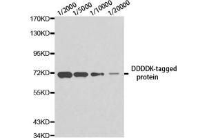 Western blot analysis of over-expressed DDDDK-tagged protein in 293T cell using DDDDK antibody at different dilution. (DDDDK Tag antibody)