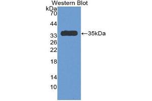 Western Blotting (WB) image for anti-Serpin Family C Member 1 (SERPINC1) (AA 150-426) antibody (ABIN1077811) (SERPINC1 antibody  (AA 150-426))