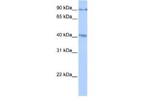 C19ORF15 antibody used at 0. (CATSPERG antibody  (C-Term))