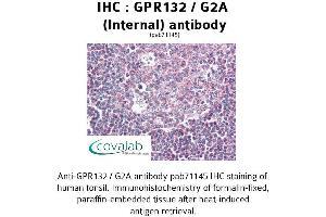 Image no. 2 for anti-G Protein-Coupled Receptor 132 (GPR132) (Internal Region) antibody (ABIN1734932) (G Protein-Coupled Receptor 132 antibody  (Internal Region))