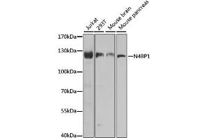 Western blot analysis of extracts of various cell lines, using N4BP1 antibody.