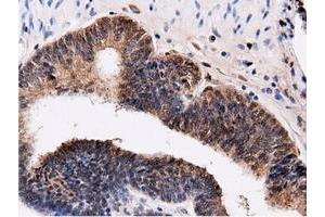 Immunohistochemical staining of paraffin-embedded Human Kidney tissue using anti-QPRT mouse monoclonal antibody.