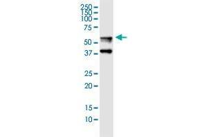 FGB monoclonal antibody (M01), clone 1D7. (Fibrinogen beta Chain antibody  (AA 392-491))