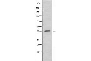 Western blot analysis of extracts from HepG2 cells, using DNAJB4 antibody. (DNAJB4 antibody  (Internal Region))