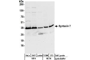 anti-Syntaxin 7 (STX7) (AA 100-150) antibody