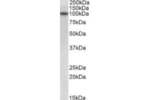 ABIN768661 (1µg/ml) staining of Human Thymus lysate (35µg protein in RIPA buffer).
