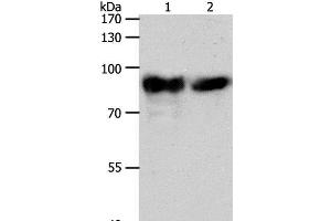 Western Blot analysis of Mouse heart tissue and hela cell using ACO2 Polyclonal Antibody at dilution of 1:400 (ACO2 antibody)