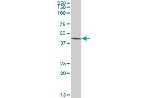 AADAT MaxPab polyclonal antibody. (AADAT antibody  (AA 1-429))