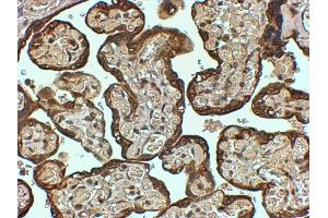 ABIN185384 (4µg/ml) staining of paraffin embedded Human Placenta. (PAI1 antibody  (Internal Region))