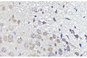 Immunohistochemistry of paraffin-embedded Mouse brain using UBL3 Polyclonal Antibody at dilution of 1:100 (40x lens). (UBL3 antibody)