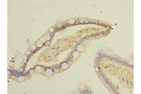 COMMD9 antibody  (AA 1-198)