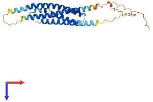 AlphaFold protein structure predicition of Mouse Recombinant Ms4a6d Protein, UniprotID Q99N07 (MS4A11 Protein (AA 1-247) (His tag))