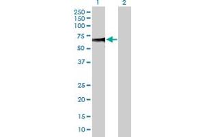 Western Blot analysis of ZSCAN20 expression in transfected 293T cell line by ZSCAN20 MaxPab polyclonal antibody. (ZSCAN20 antibody  (AA 1-433))