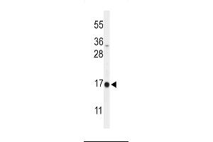 Western blot analysis of DAZ Antibody (C-term) (ABIN653931 and ABIN2843163) in  cell line lysates (35 μg/lane). (DAZAP2 antibody  (C-Term))