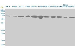 Western Blotting (WB) image for anti-Heat Shock 70kDa Protein 2 (HSPA2) (AA 1-640) antibody (ABIN598754) (HSPA2 antibody  (AA 1-640))