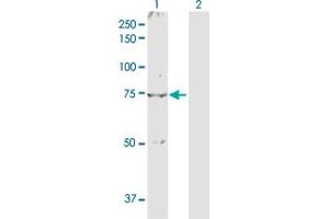 Western Blot analysis of NR4A2 expression in transfected 293T cell line by NR4A2 MaxPab polyclonal antibody.